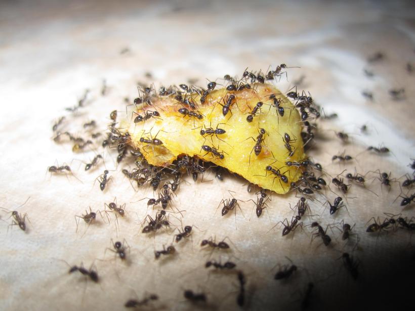 Ants_eating_fruit